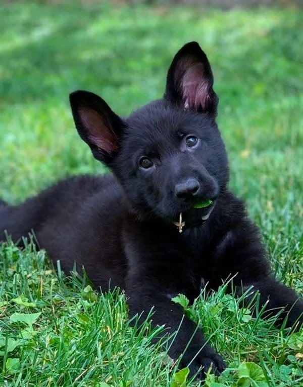 Image of Black German shepherd posted on 2022-03-13 14:06:50 from kochi